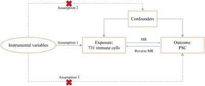 Causality of immune cells on primary sclerosing cholangitis: a bidirectional two-sample Mendelian randomization study